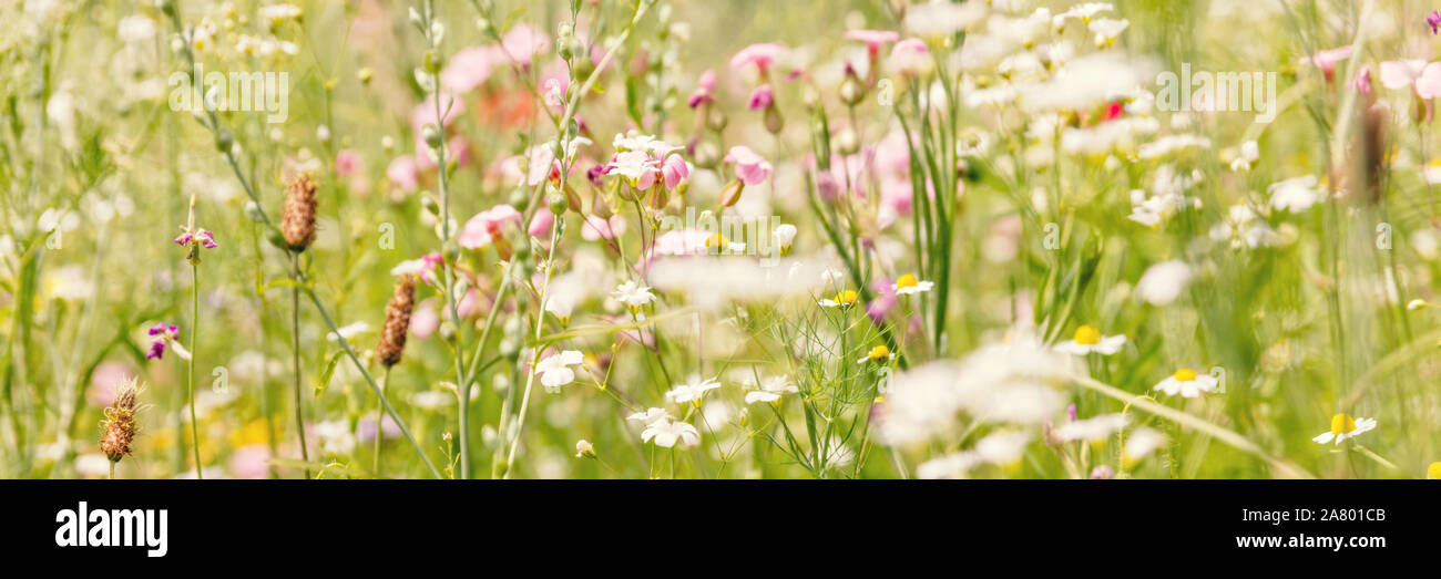 Intestazione, il prato di fiori per insetti, giardinaggio con nativo e fiori selvatici organico Foto Stock