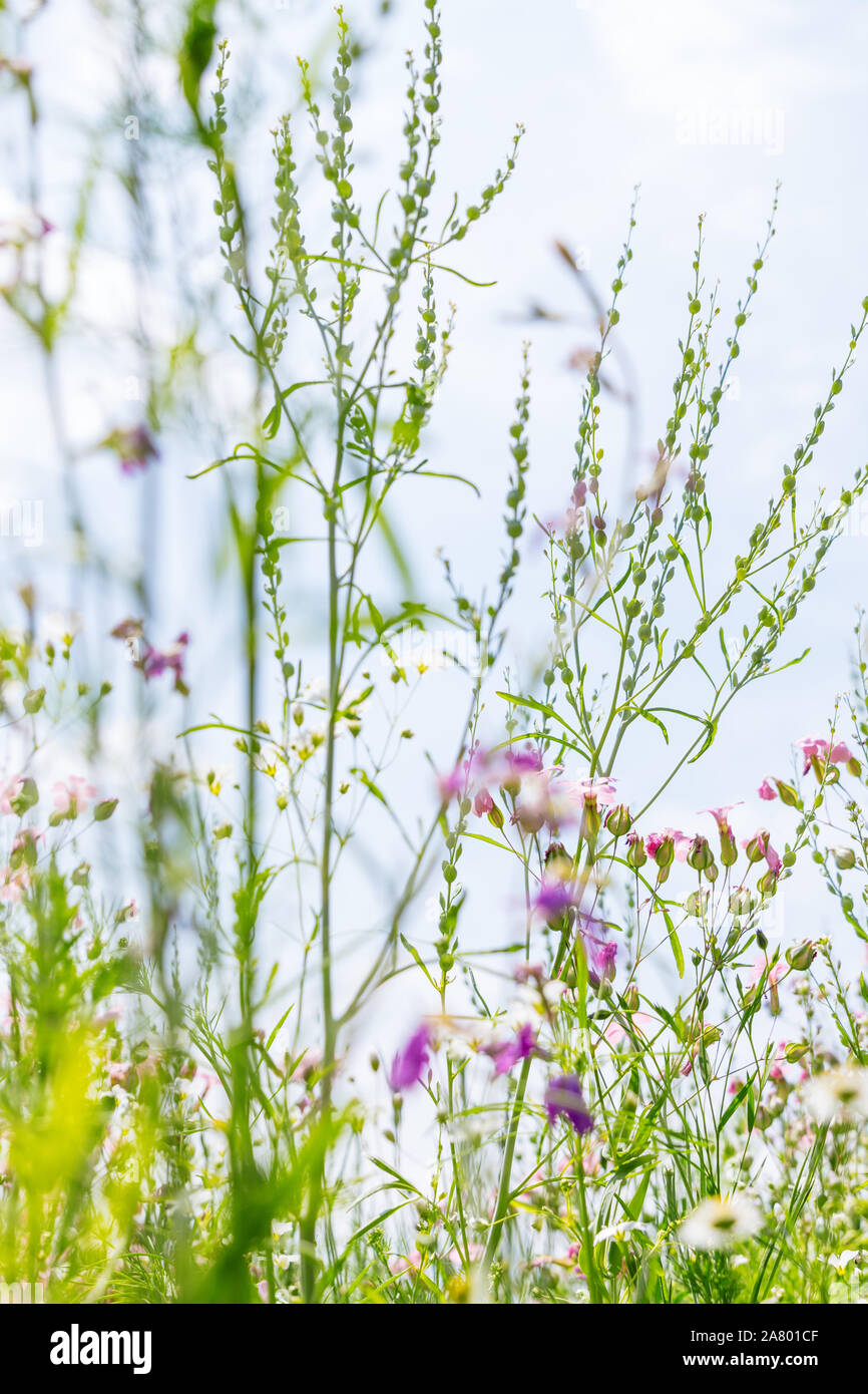 Campo di fiori selvatici nativi di erbe e piante, giardinaggio naturale con fiori selvaggi, bassa angolazione Foto Stock