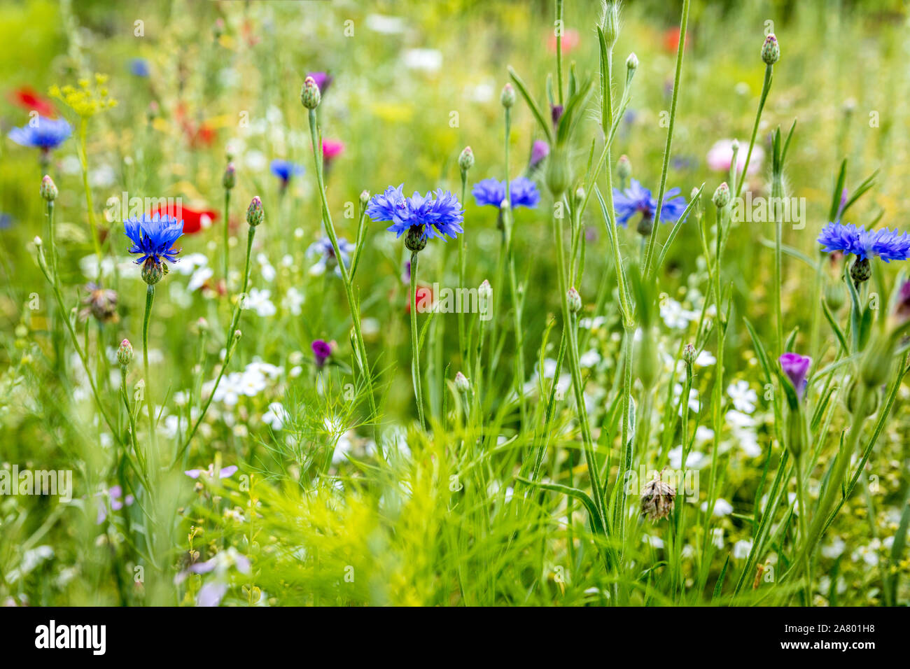 Fiori Selvatici all'apice, cornflowers, papaveri e le erbe in background Foto Stock