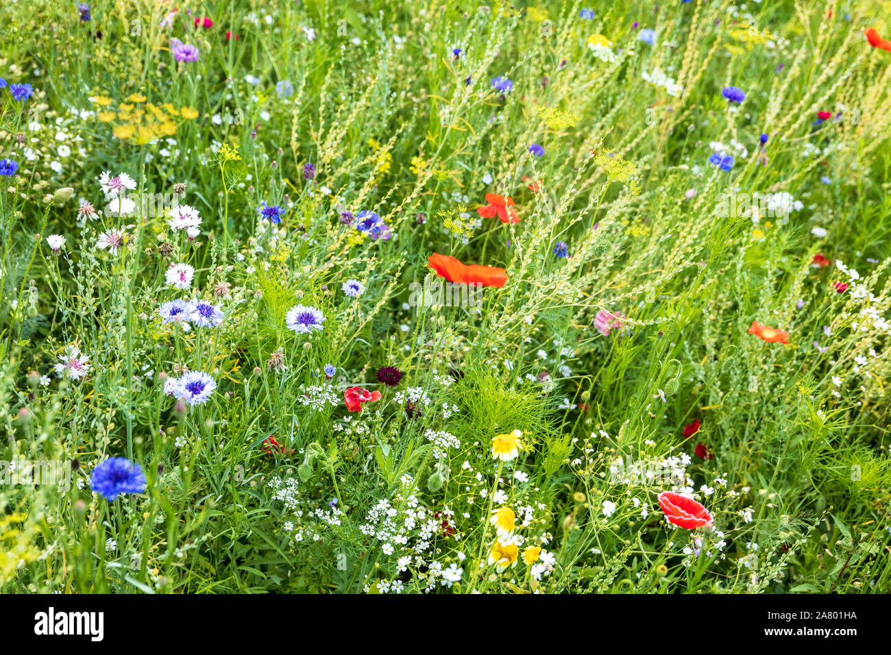 Splendida fioritura giardino di fiori selvaggi, piante mellifere per api e di altri insetti Foto Stock