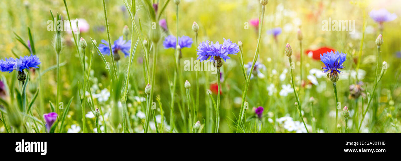 Testata con nativi fiori selvaggi, habitat naturale per gli insetti, cornflowers e di papavero Foto Stock