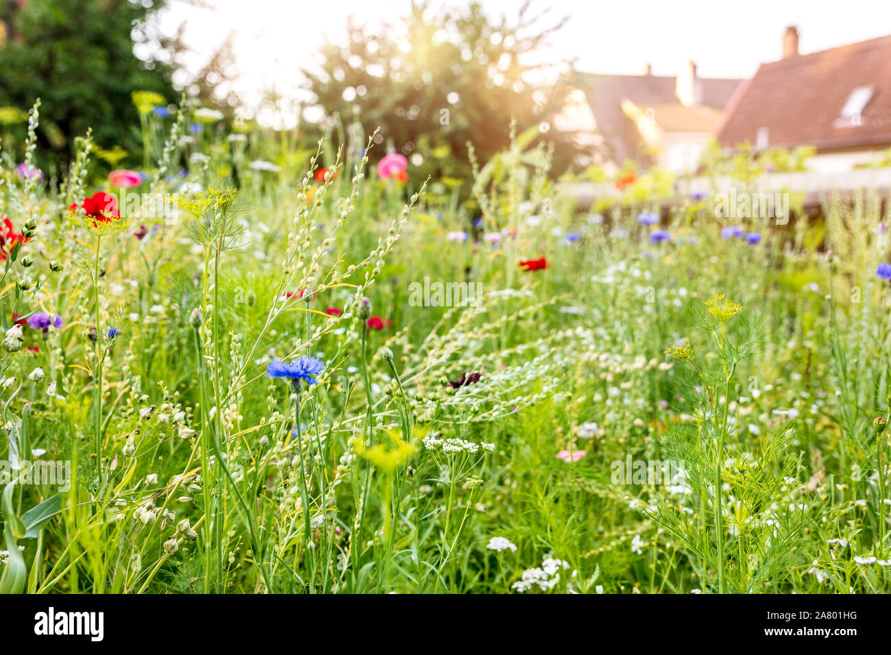 Il giardinaggio urbano con un prato di fiori selvaggi nel proprio giardino, di insetti e di fauna selvatica protezione animale Foto Stock