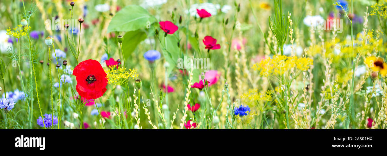 Panorama, fiori colorati in prato all'apice, papaveri e altri fiori di campo Foto Stock