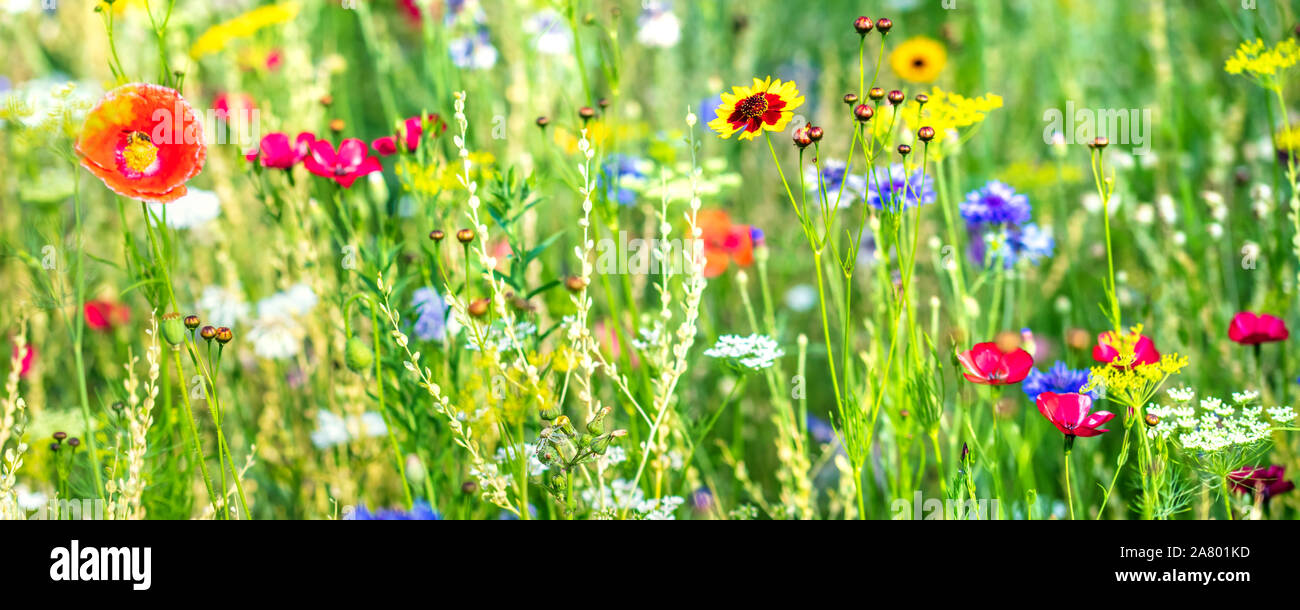 Varietà di fiori selvatici e erbe native, prato di fiori selvaggi all'apice, panorama Foto Stock