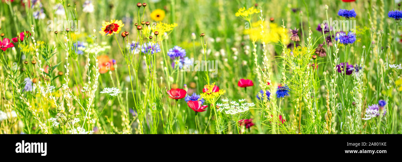 Banner, habitat naturale per gli insetti, fiori selvatici e erbe selvatiche su un campo di fiori Foto Stock