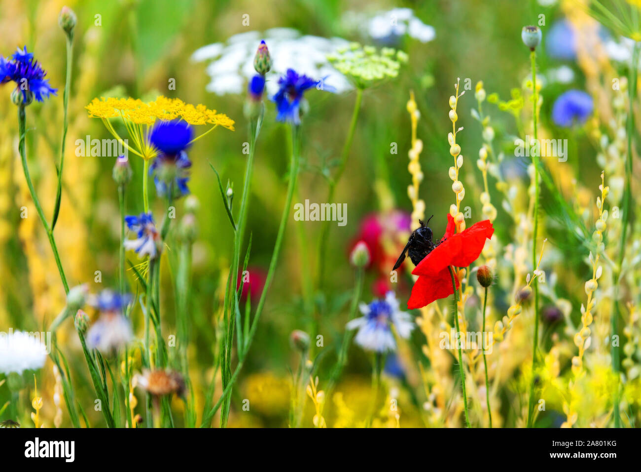 Erbe e fiori che crescono fino alla stagione primaverile, nativi fiori selvaggi nel proprio giardino Foto Stock