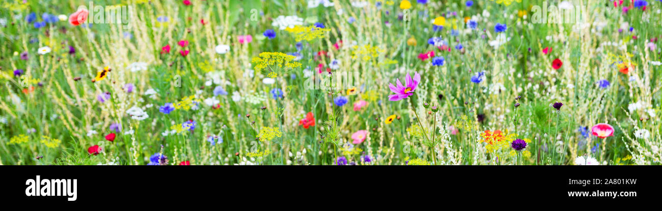 Panorama, prati fioriti con erbe selvatiche e fiori, conservazione per insetti Foto Stock