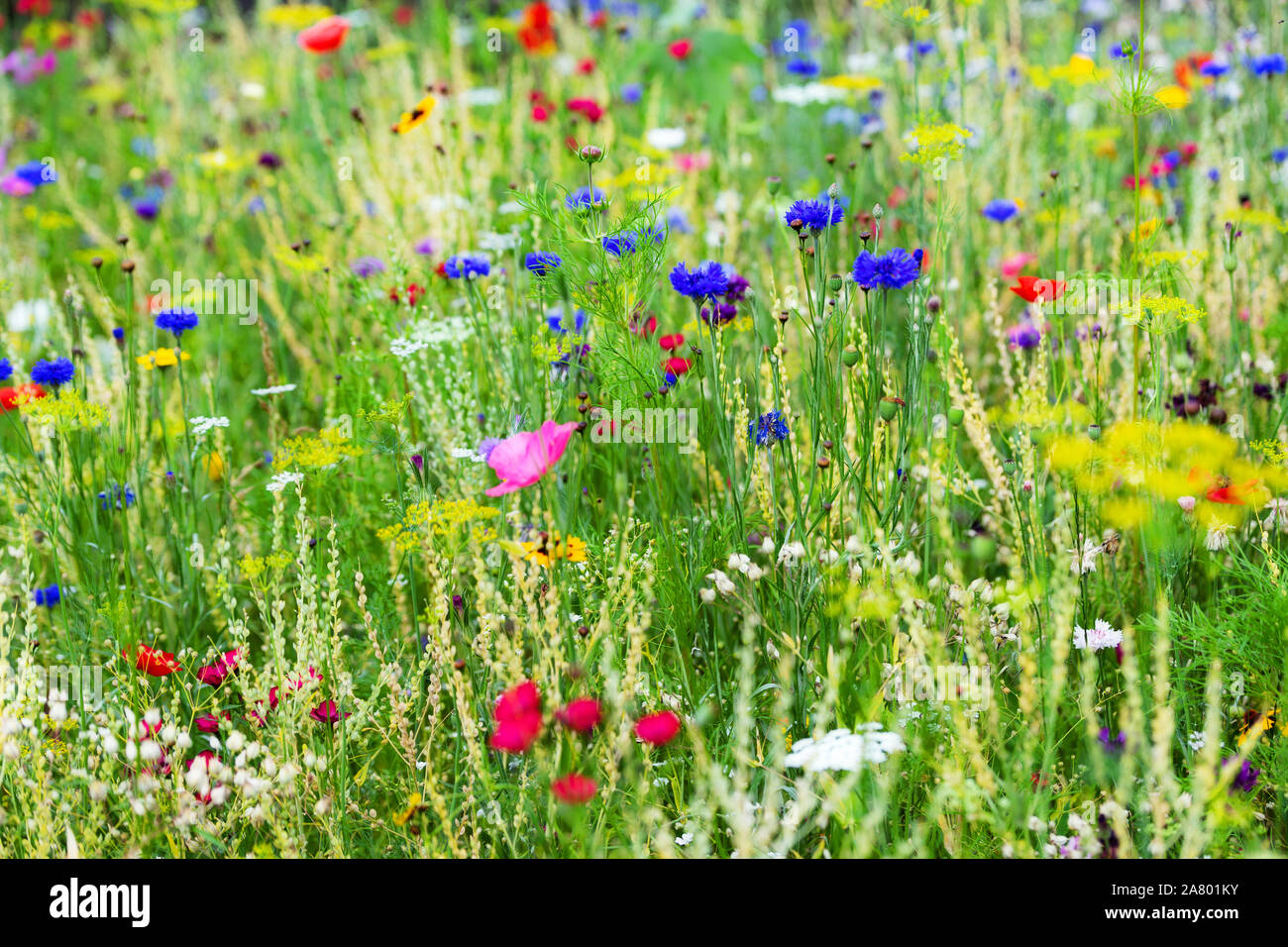 Prato farfalla sfondo colorato, nativo di campo dei fiori nel proprio giardino Foto Stock