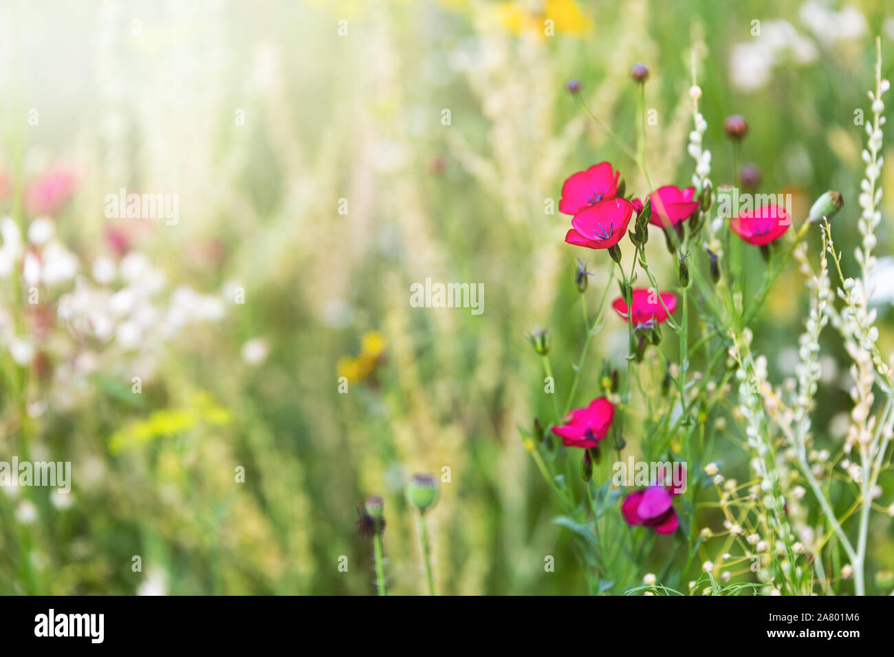 Nativo di prato di fiori per insetti e animali selvatici, di sole Foto Stock