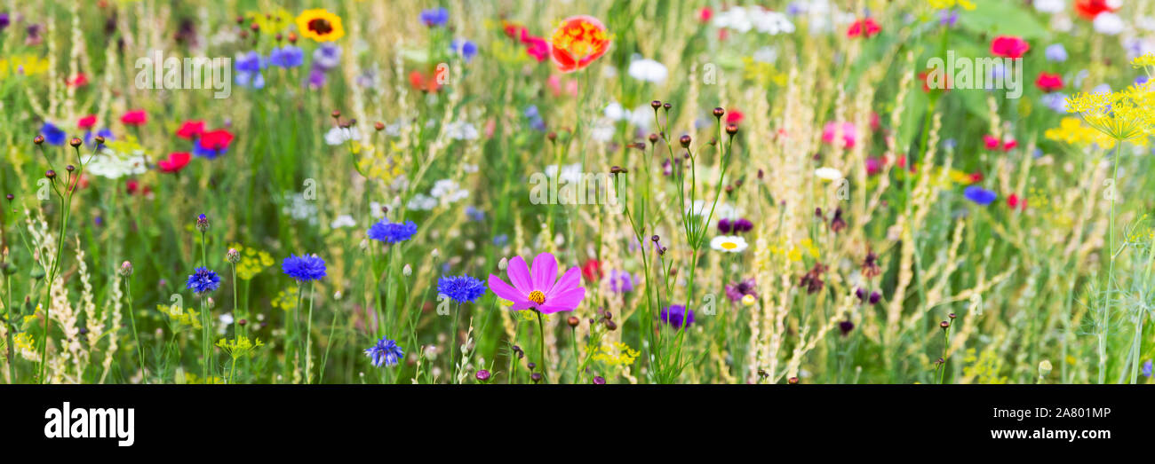 Testata con erbe selvatiche e coloratissimi fiori selvatici, naturali e giardinaggio nativo Foto Stock