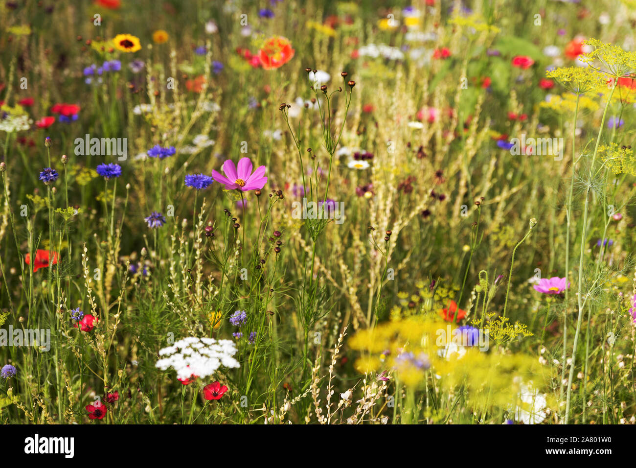 Butterfly prato con fiori selvaggi e selvatica erbe native al tramonto Foto Stock
