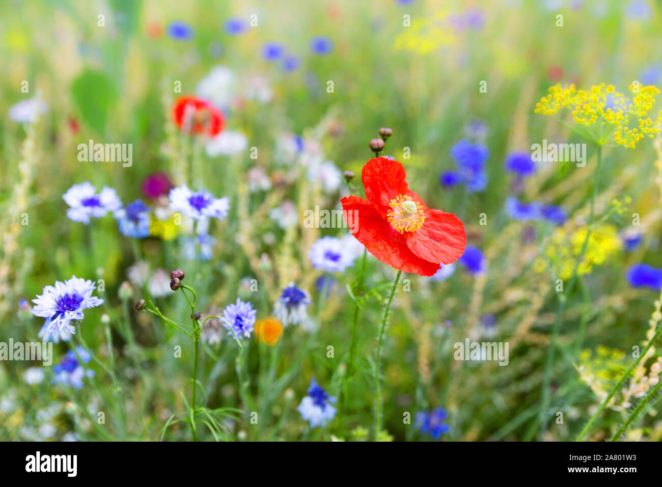 Campo dei Fiori con fiori selvaggi e erbe native, la fauna selvatica e di habitat di insetti Foto Stock