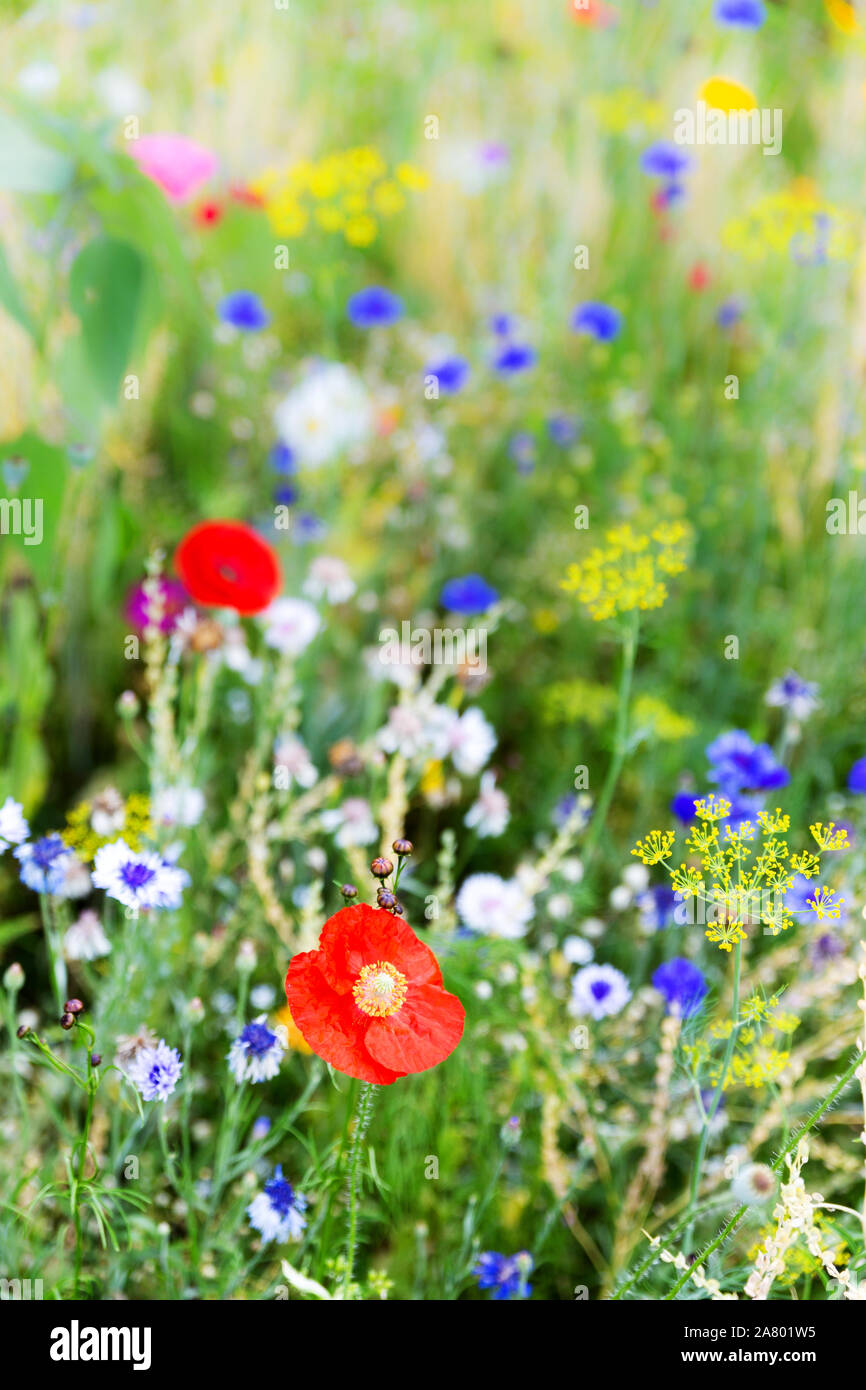 Incontaminata di fiori selvaggi nativo prato all'apice, colorato di campo dei fiori Foto Stock