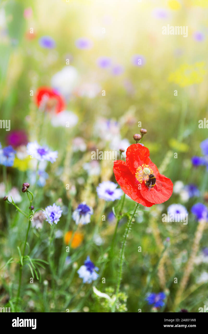 Fiore bellissimo prato con fiori di campo e fiori colorati, bumblebee seduto su un papavero Foto Stock