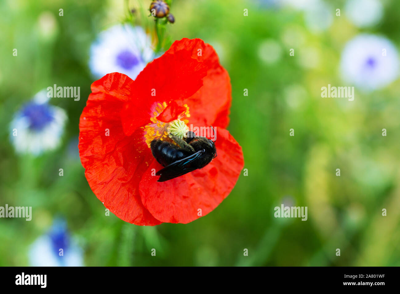 Violetta carpenter bee seduti su un papavero rosso blossom, impollinazione e insetti rari Foto Stock