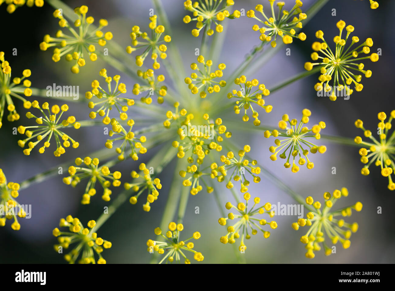 Topview, di aneto fresco blossoms, Anethum graveolens impianto all'apice, erbe selvatiche Foto Stock