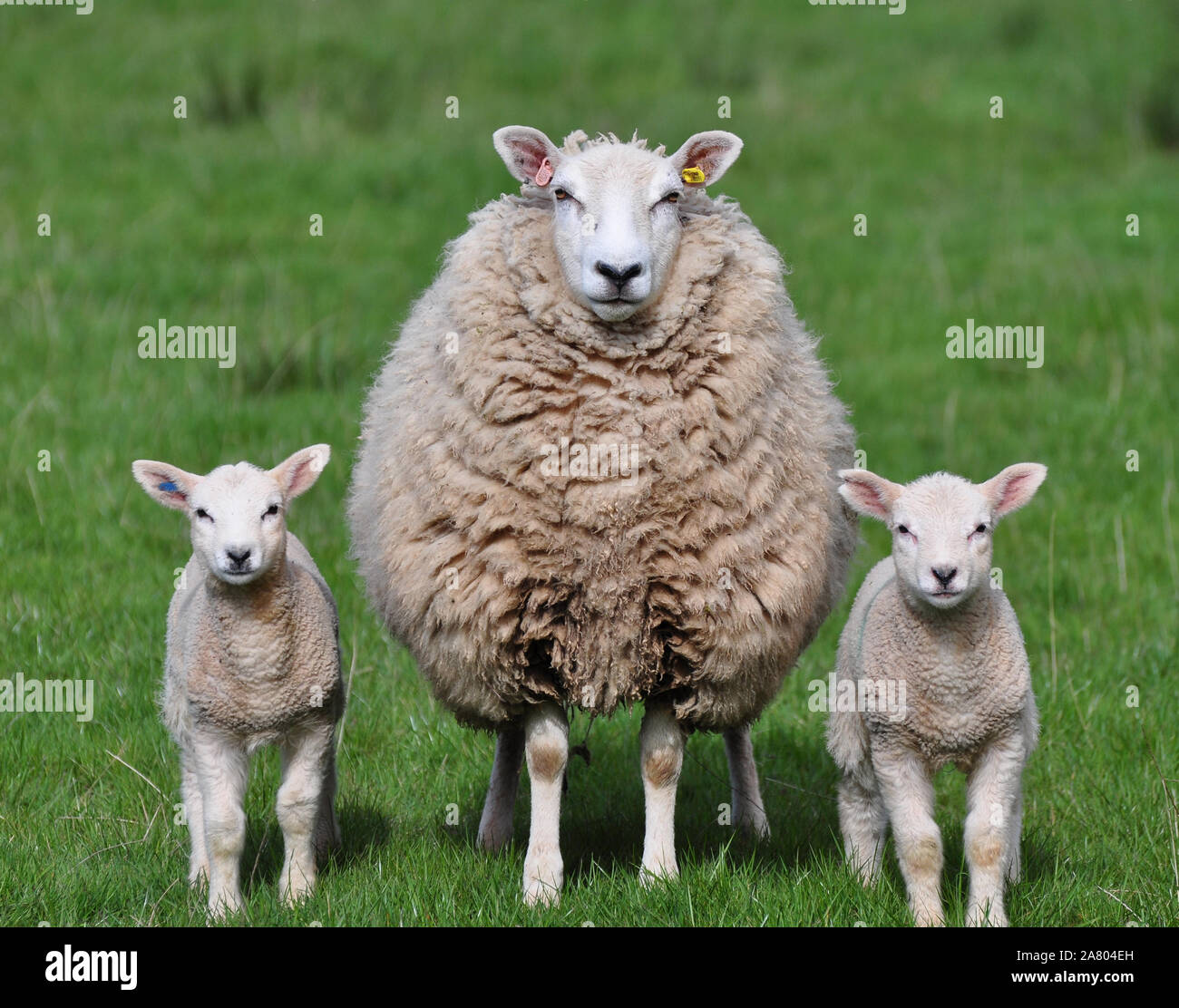 Pecore e agnelli gemelli che posano per una foto Foto Stock