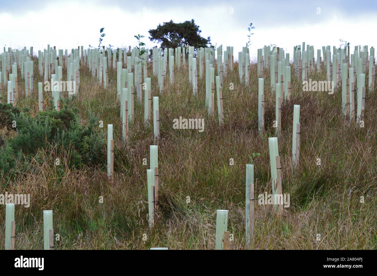 Ri-imboschimento, appena piantato alberi in tubi di plastica Foto Stock