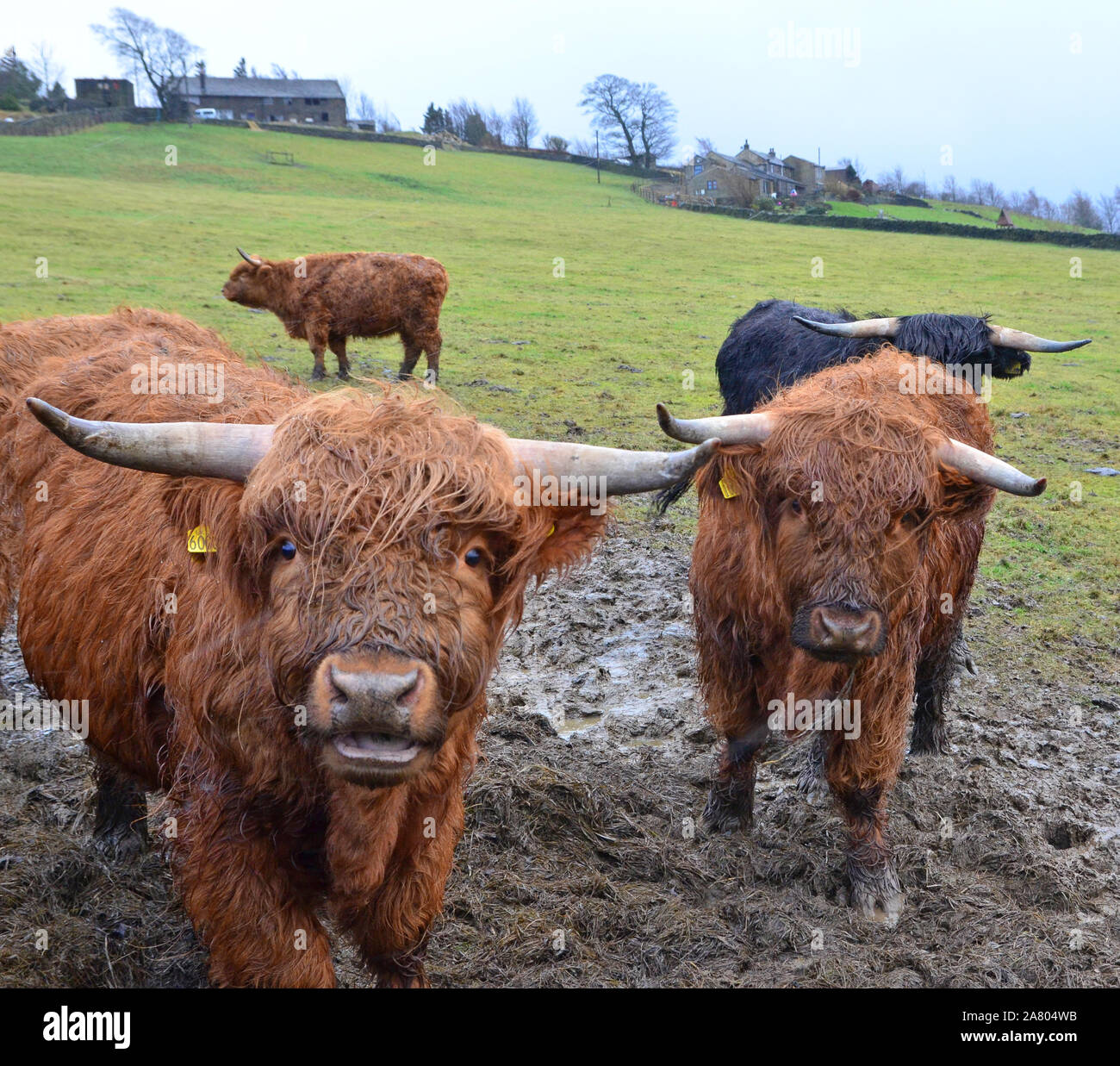 Wet Highland bestiame nel campo fangoso Foto Stock