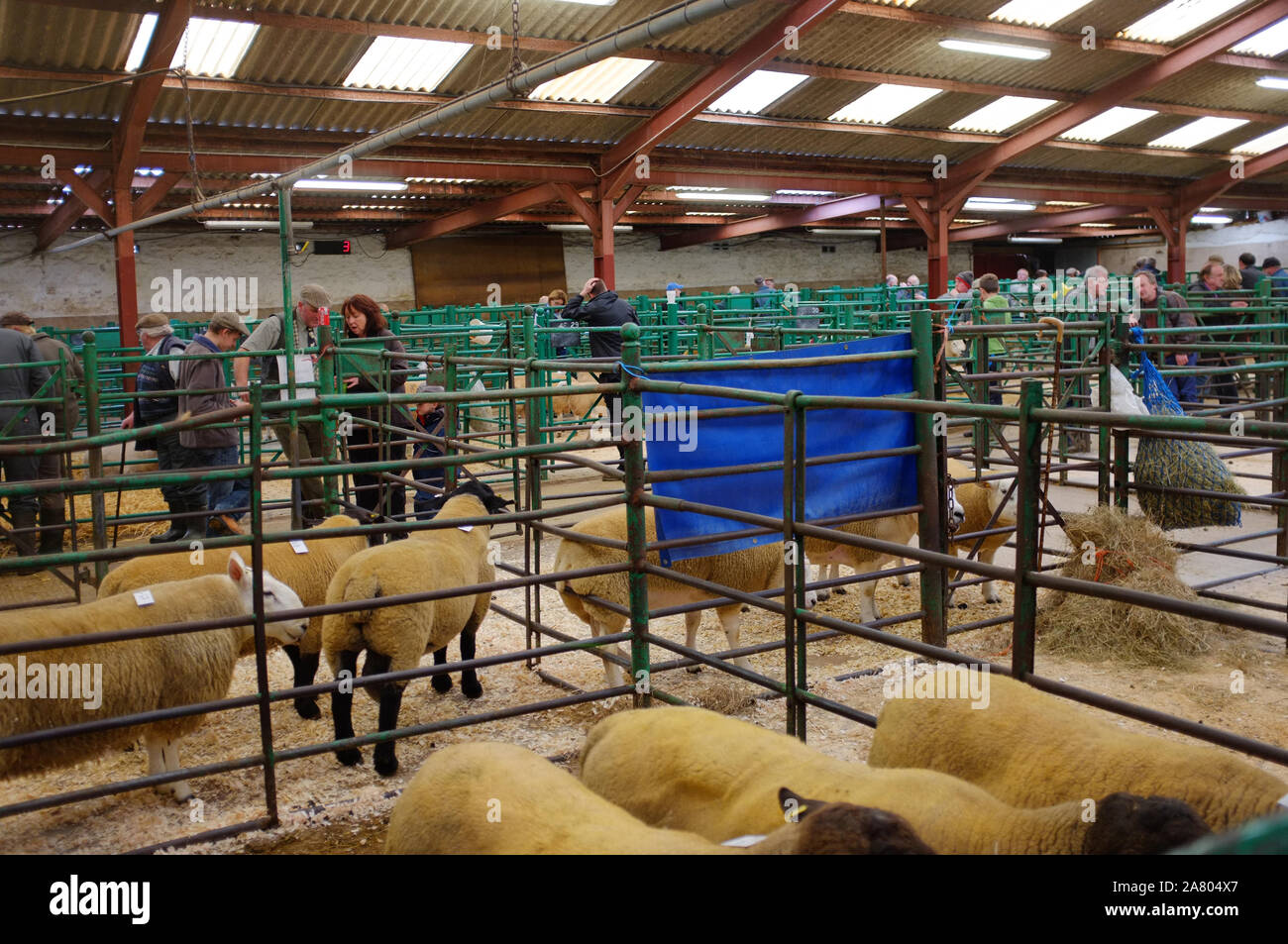 Le pecore e gli agricoltori a Kirkby Stephen mercato asta Foto Stock