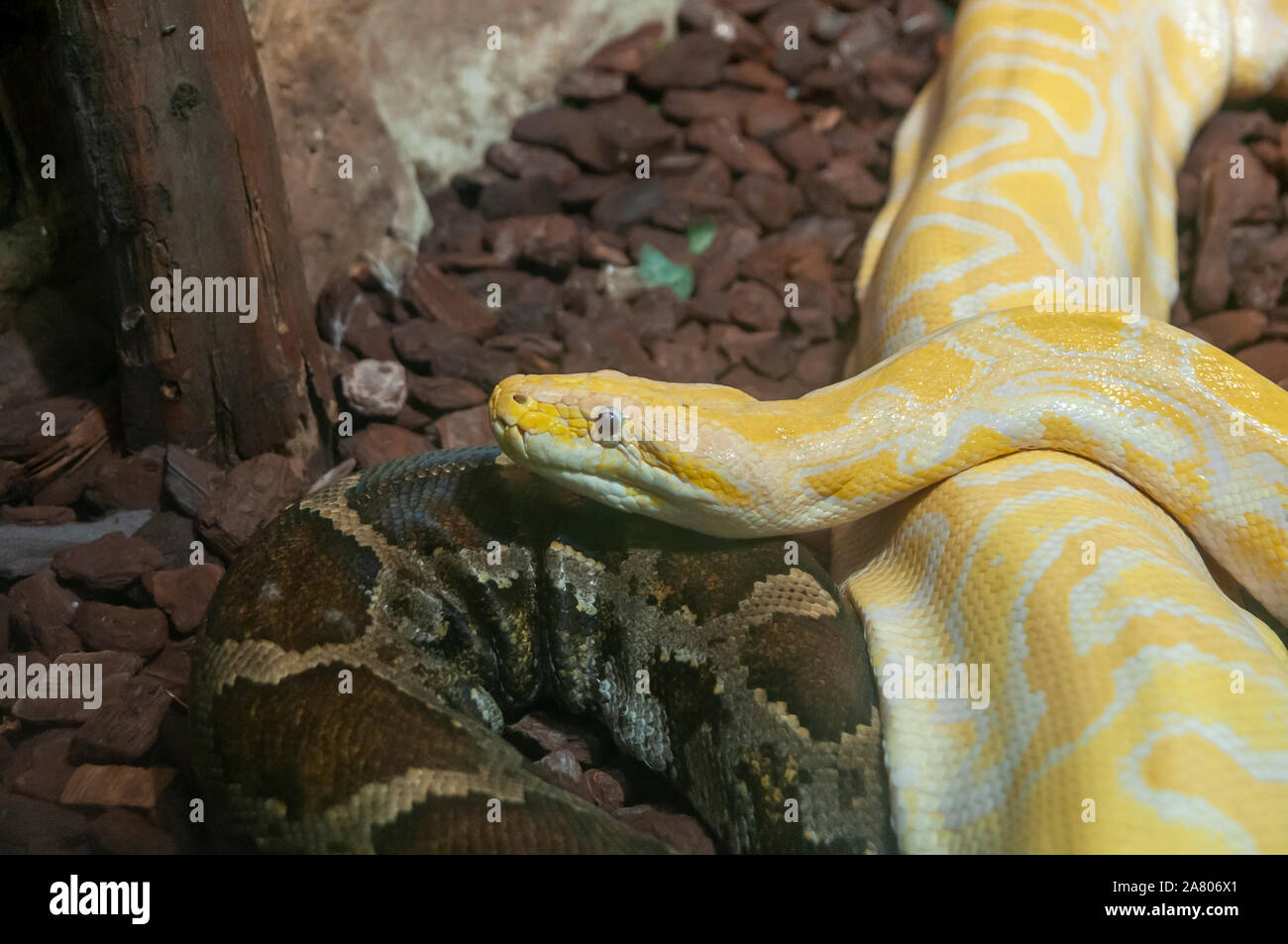Close-up di un albino indiano (Python Python molurus) al Haus des Meeres, l'Acquario e terrario edificio, Esterhazy Park, Mariahilf, Vienna, Austr Foto Stock