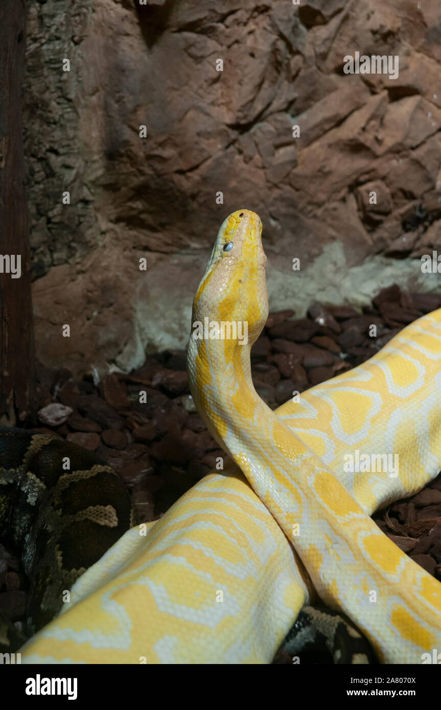 Close-up di un albino indiano (Python Python molurus) al Haus des Meeres, l'Acquario e terrario edificio, Esterhazy Park, Mariahilf, Vienna, Austr Foto Stock