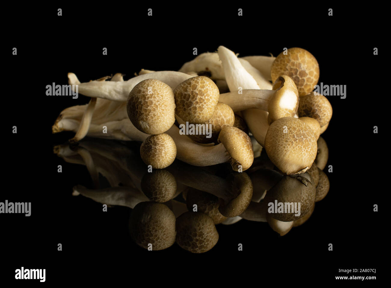 Sacco di tutta la fresca bruna buna funghi shimeji isolato sul vetro nero Foto Stock