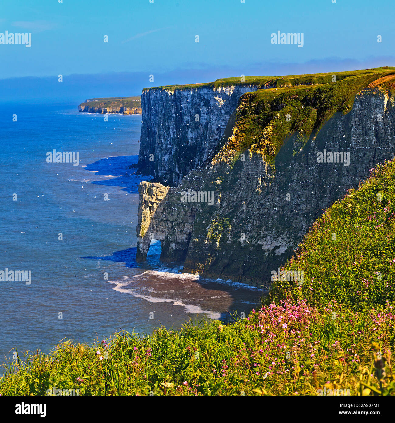 Bempton Cliffs, East Riding of Yorkshire Foto Stock