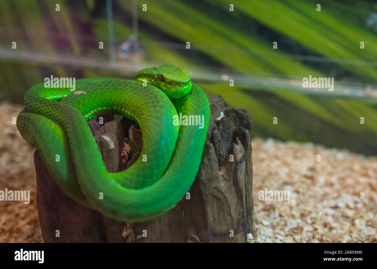 Pericoloso serpente verde sul taglio del legno del tronco. Green Snake in scatola di vetro per mostrare. Vicino la faccia del serpente verde - moody faccia. Foto Stock