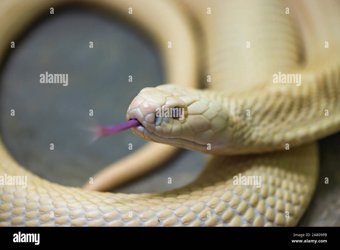 Chiudere il serpente bianco con linguetta in movimento. Messa a fuoco selezionata. Foto Stock