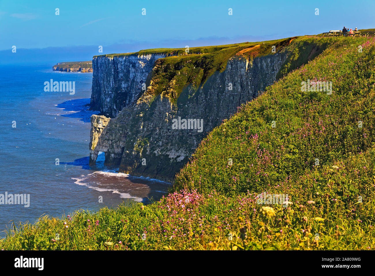 Colonie di uccelli marini nidificanti su chalk scogliere a Bempton Cliffs sulla costa dello Yorkshire Foto Stock