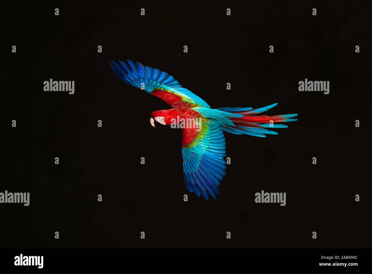 Un rosso-verde Macaw in volo. Lo sfondo è ombra naturale, non modificate. Foto Stock