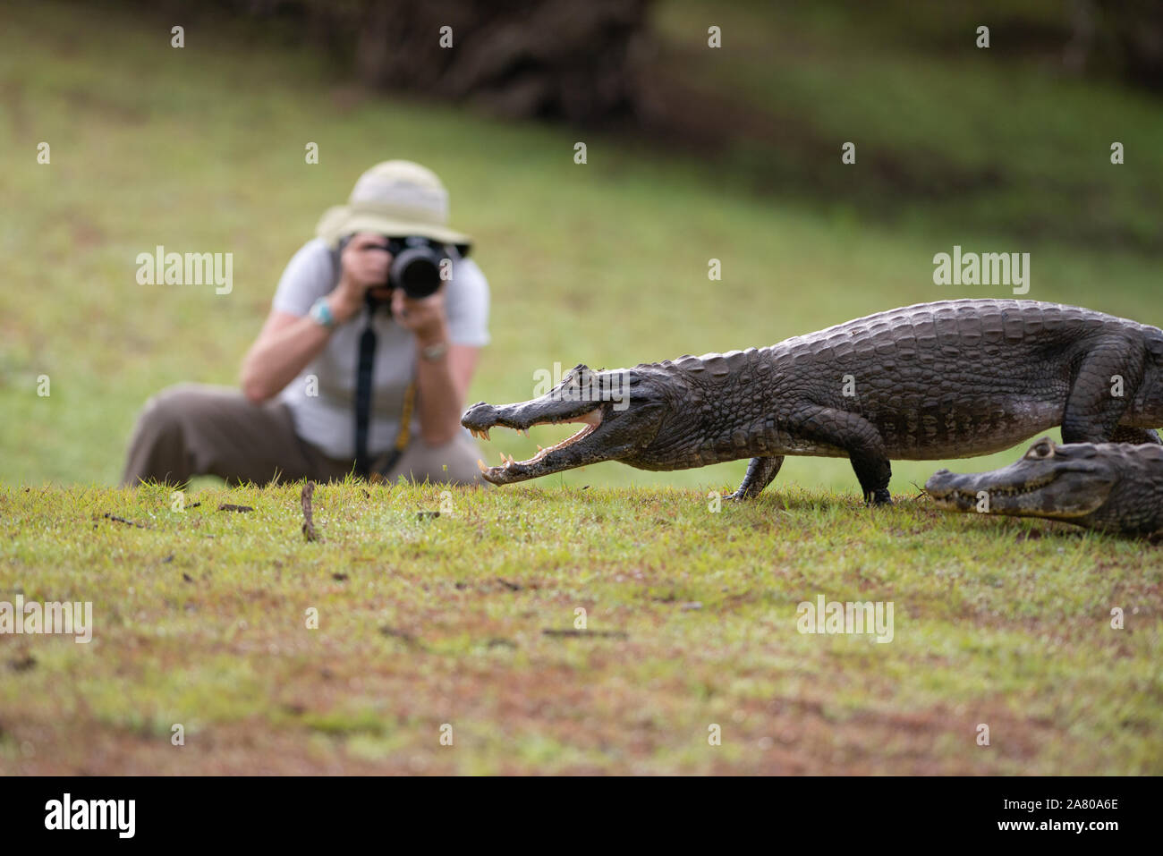 Un turista fotografie un caimano nel Pantanal del Brasile Foto Stock