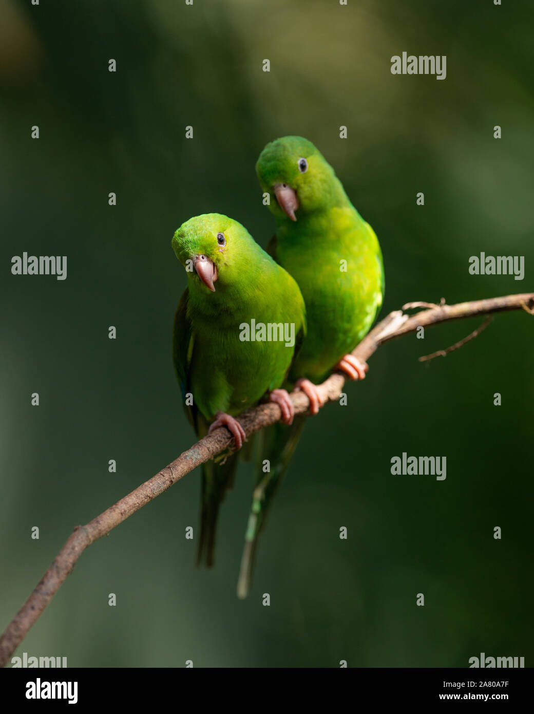 Una coppia di pianura cocorite (Brotogeris tirica) dalla foresta pluviale atlantica Foto Stock