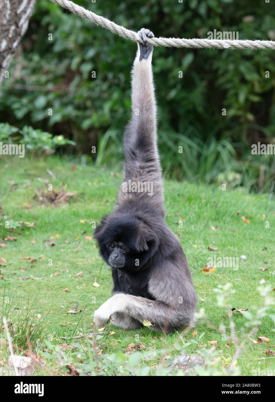 Gibbon argenteo sull'erba, appeso a una fune, il fuoco selettivo Foto Stock