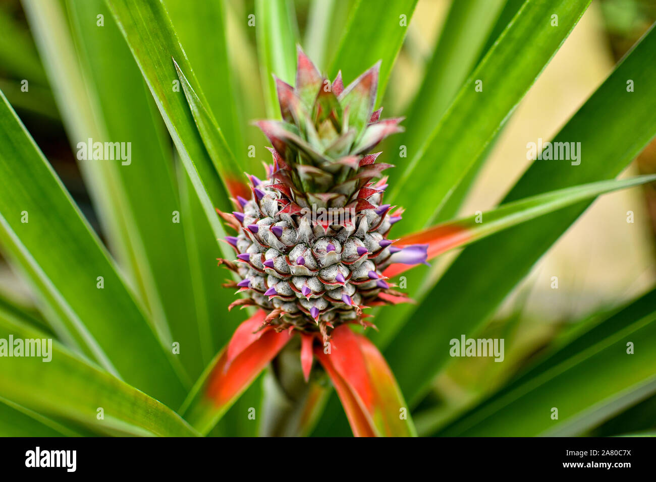 Bellissimi colori e texture di selvatico pianta di ananas Foto Stock