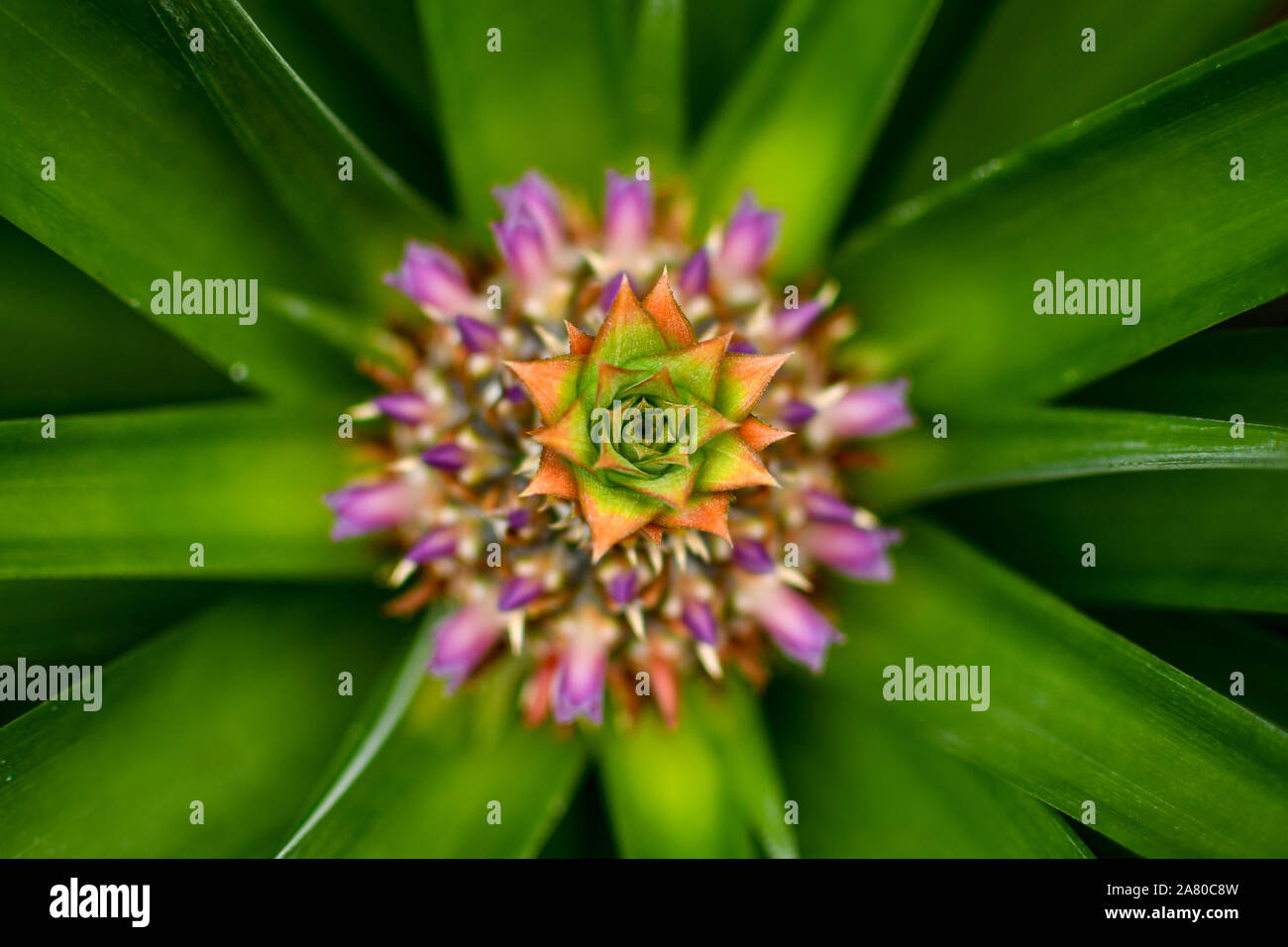 Bellissimi colori e texture di selvatico pianta di ananas Foto Stock