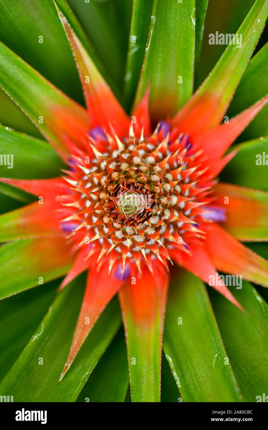 Bellissimi colori e texture di selvatico pianta di ananas Foto Stock