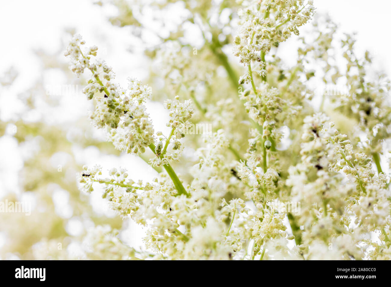 Fresco e rhubarg organico fiore, rheum rhabarbarum infiorescenza o blossoms Foto Stock