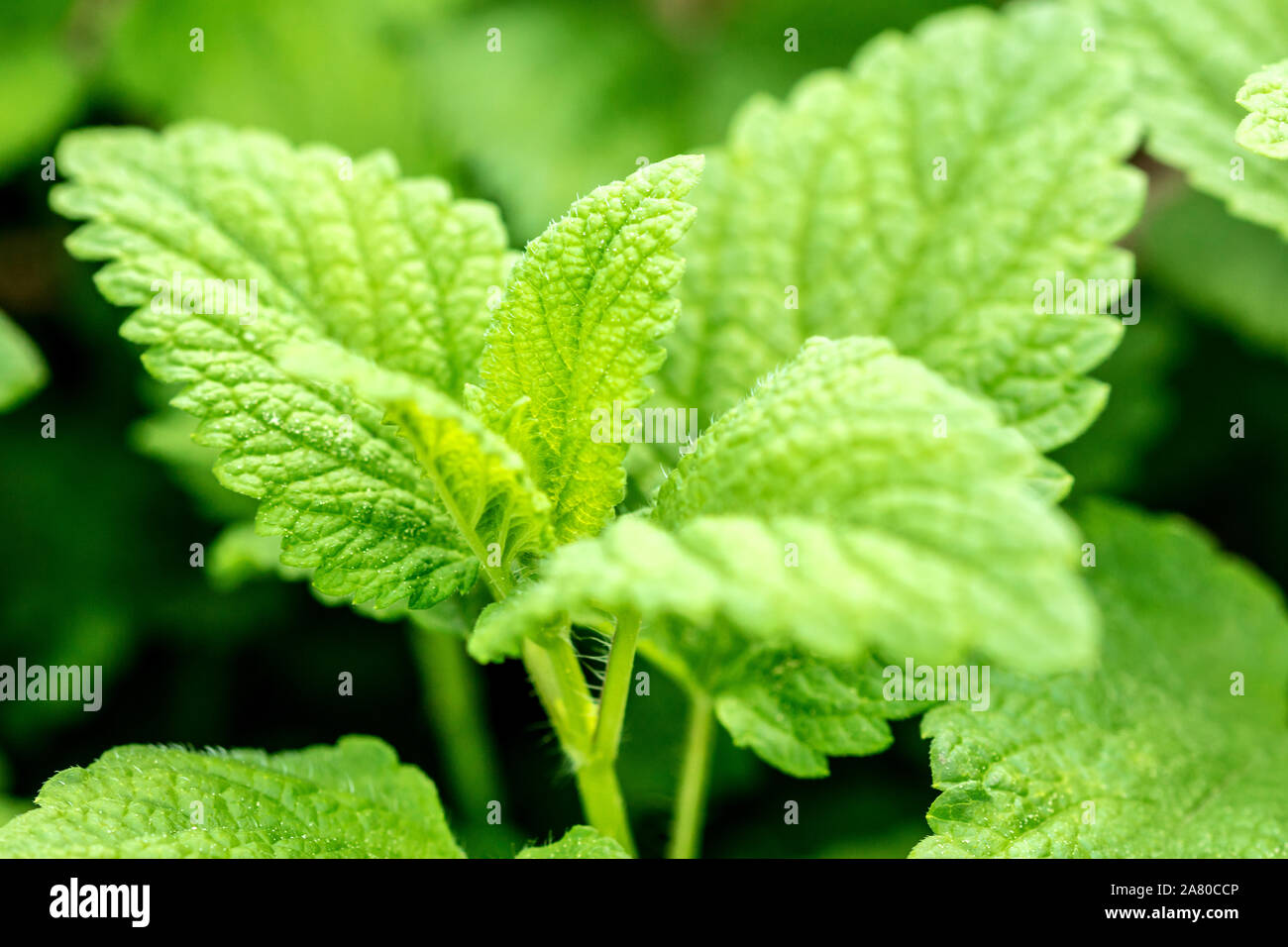Closeup fresco verde Melissa foglie, Melissa officinalis per olio essenziale o ingrediente medica Foto Stock
