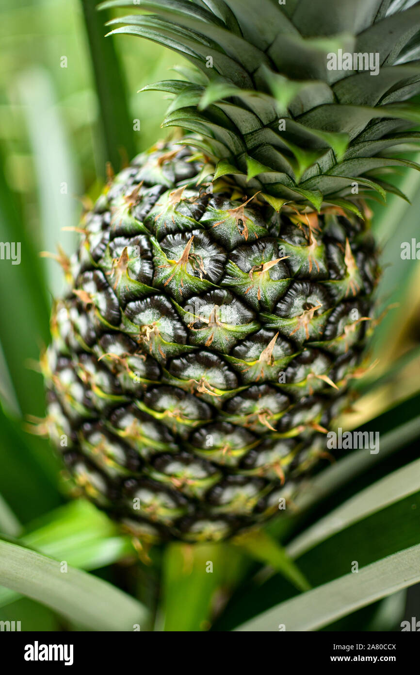 Bellissimi colori e texture di selvatico pianta di ananas Foto Stock