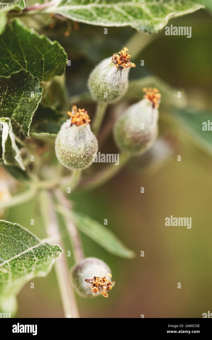Crescendo piccole mele Malus domestica, giovane e piccola con foglie di colore verde Foto Stock