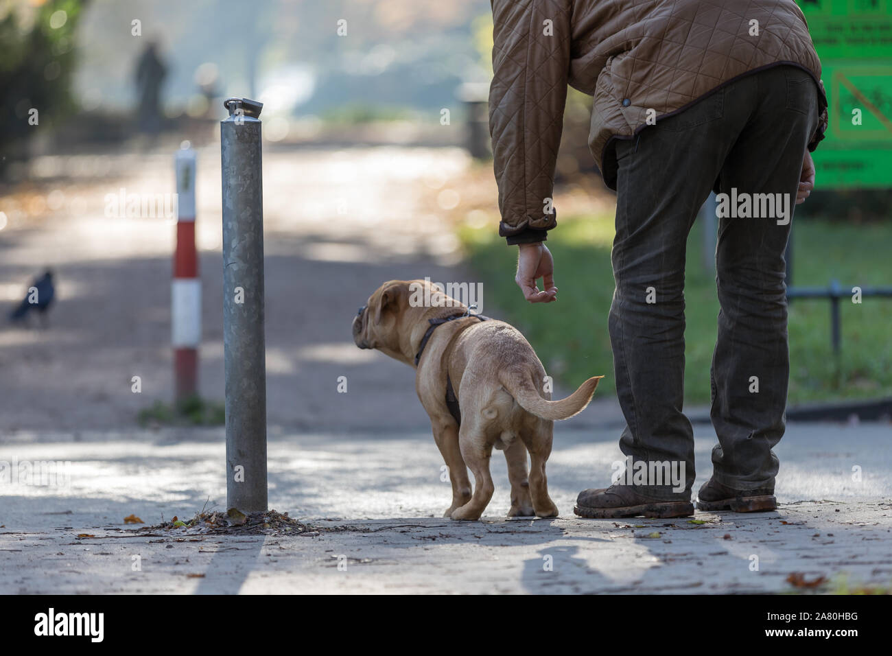 Dow proprietario mostra come attraversare la strada Foto Stock