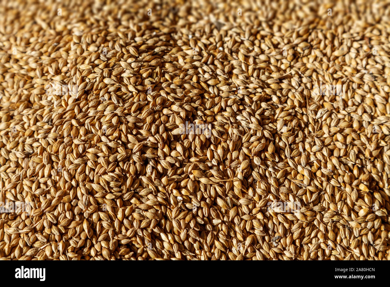 Immagine ravvicinata di un gran mucchio di golden grain cereale dopo essere raccolto Foto Stock