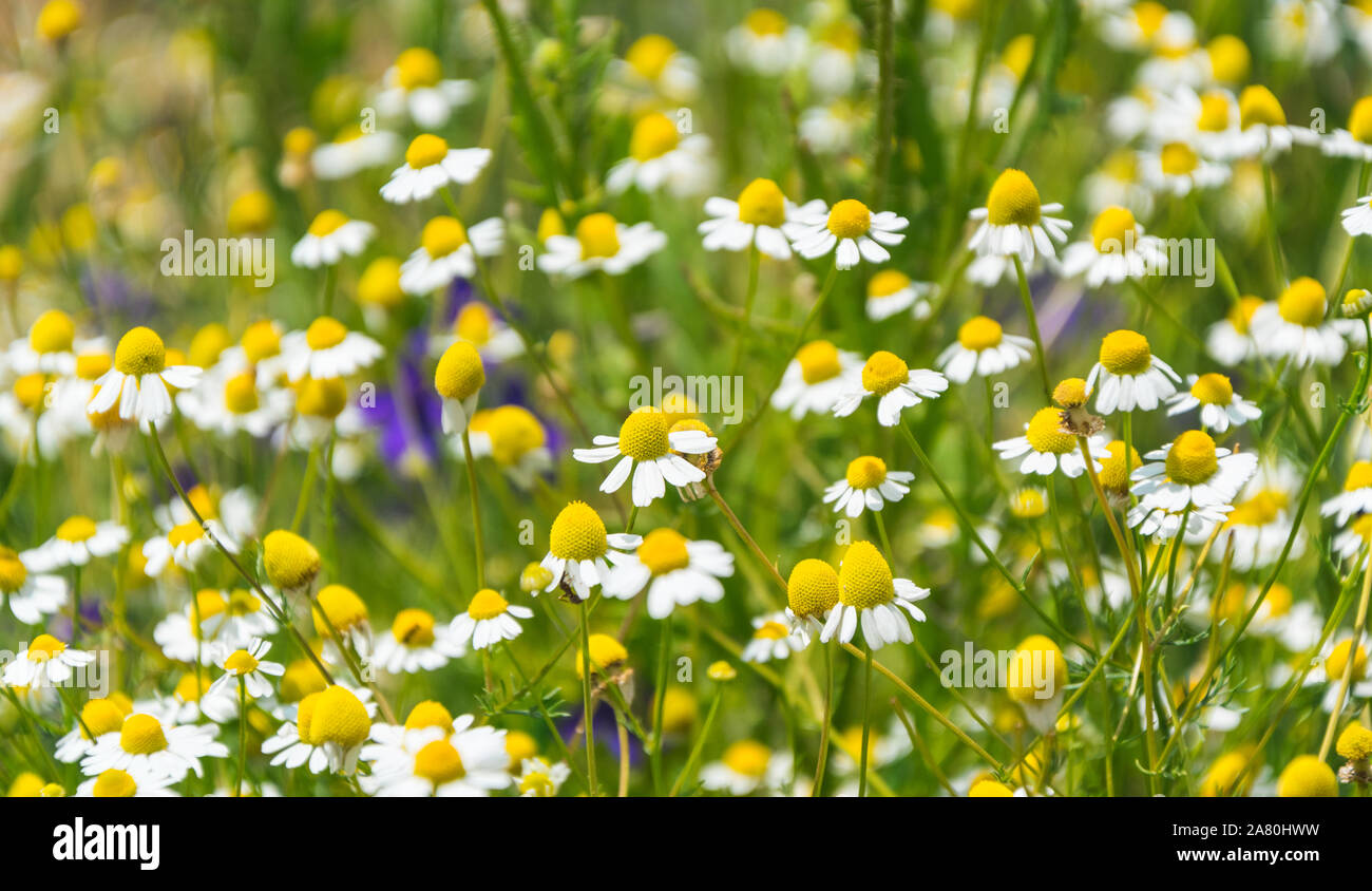 Fioritura camomilla crescendo in prato estivo. messa a fuoco selettiva. Foto Stock