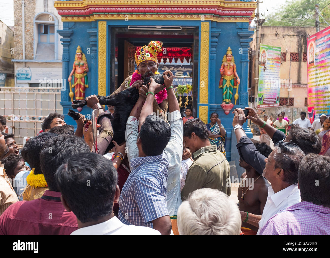 Sacerdote sulle spalle dei devoti morde la gola del giovane capra a bere il sangue durante la Kutti Kudithal Festival di Trichy, Tamil Nadu, India Foto Stock