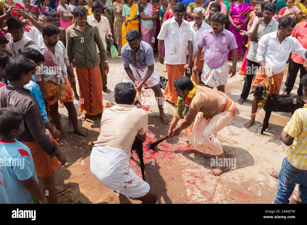 I devoti di sacrificare una capra durante Kutti Kudithal Festival di Trichy, Tamil Nadu, India Foto Stock