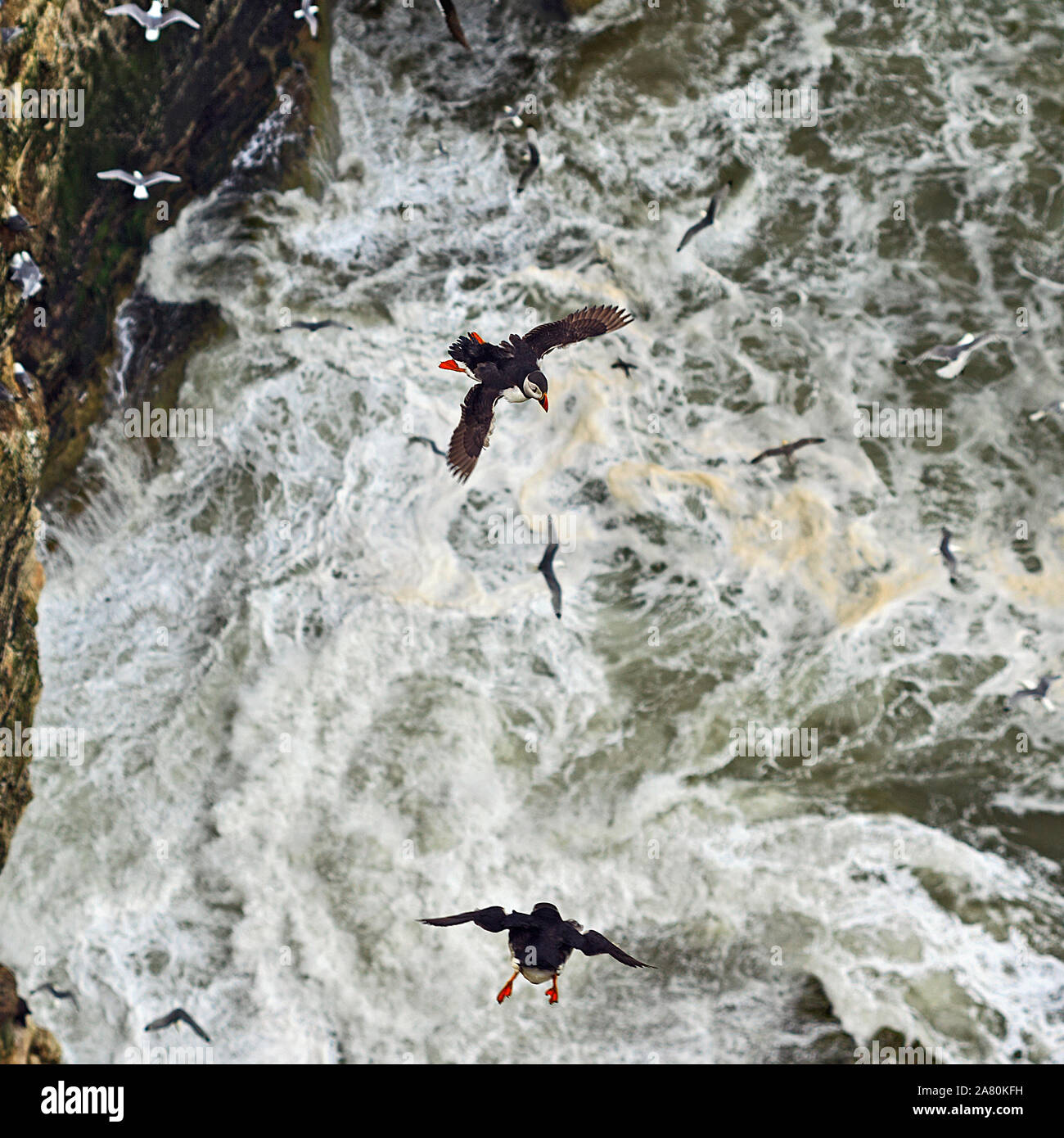 Coppia di pulcinelle di mare in volo a Colonia seaburd al RSPB Riserva Naturale a Bempton Cliffs sulla costa dello Yorkshire Foto Stock