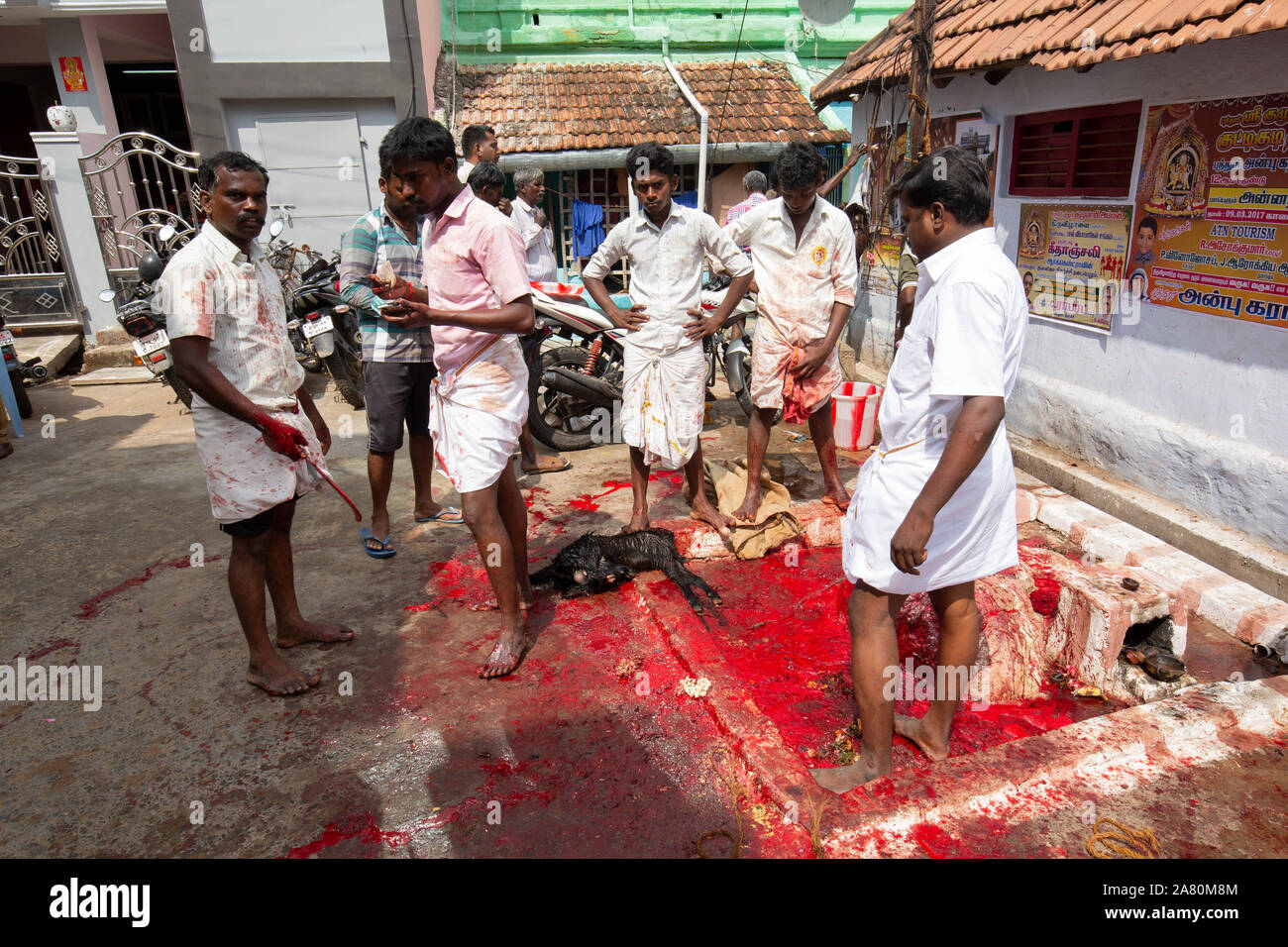 I devoti sacrificare una capra durante Kutti Kudithal Festival di Trichy, Tamil Nadu, India Foto Stock