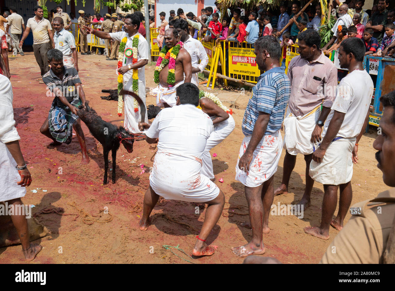 I devoti di sacrificare una capra durante Kutti Kudithal Festival di Trichy, Tamil Nadu, India Foto Stock